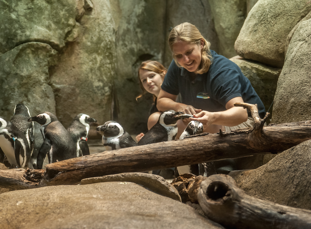 Penguin Feeding
