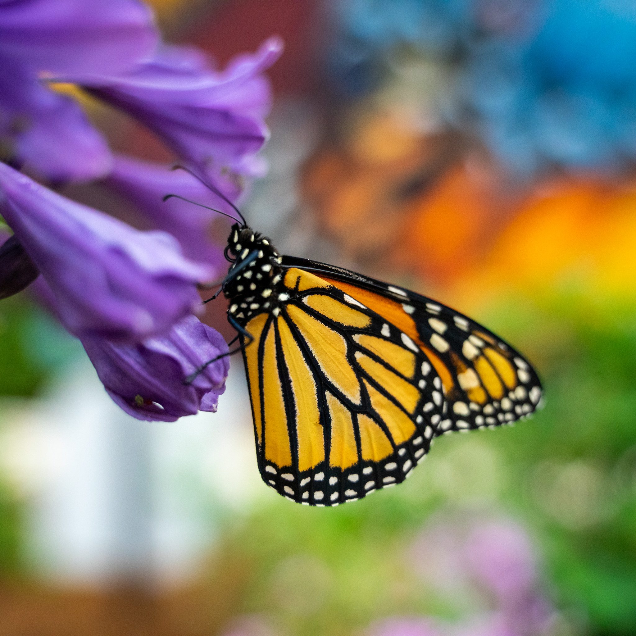 Butterfly House-3