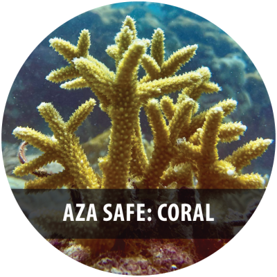 C4C-Spring-24-Corals