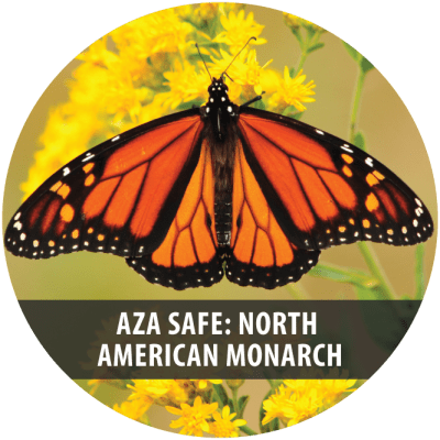 C4C-Spring-24-Monarch