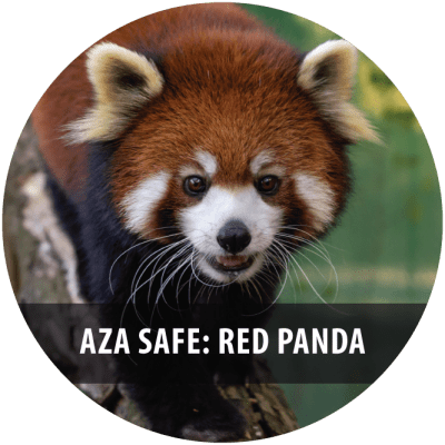 C4C-Spring-24-Red-Panda