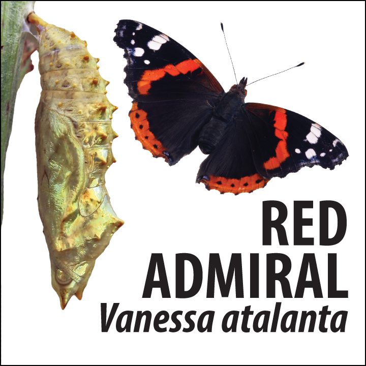 red-admiral-id